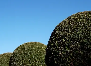 sin título (387 x 280 px) (2) (1)