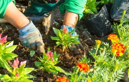 sin título (440 x 280 px) (3) (1)